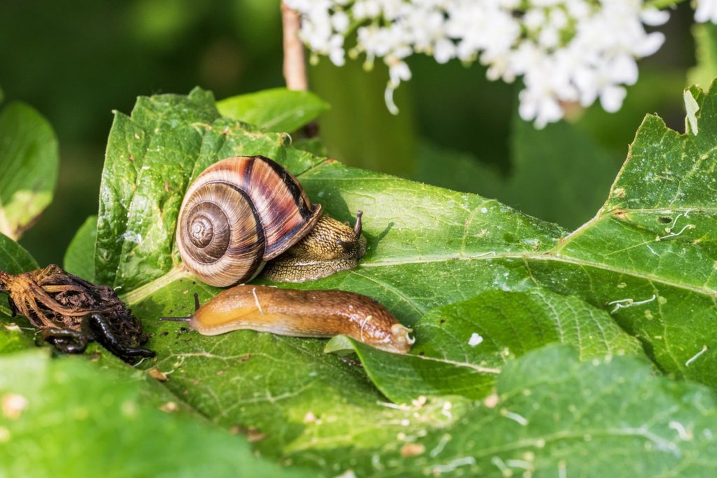 Schutz frs Gartenbeet: Diese Pflanzen halten Schnecken fern | GALA.de