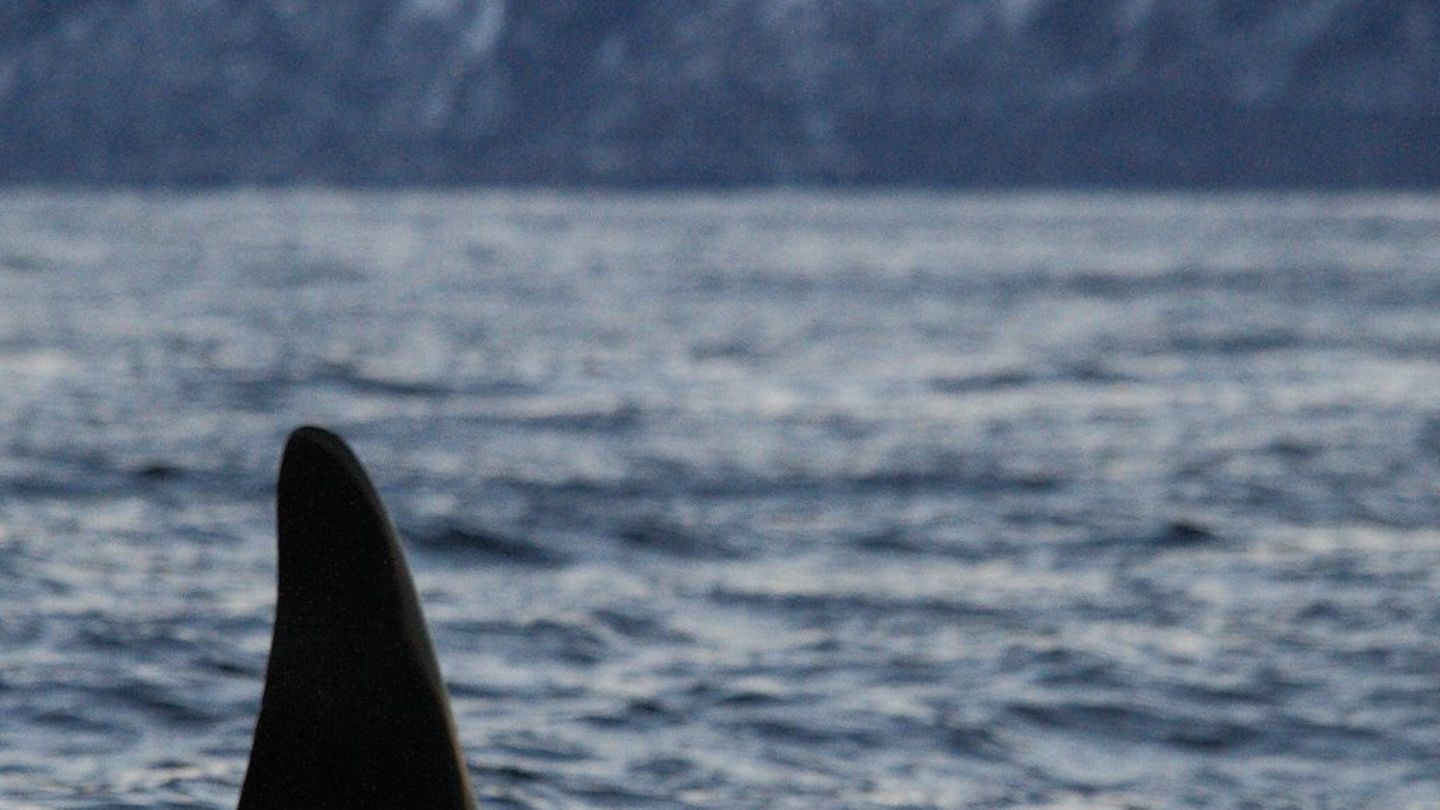 Norwegen: Wal-Zentrum eröffnet nächsten Sommer
